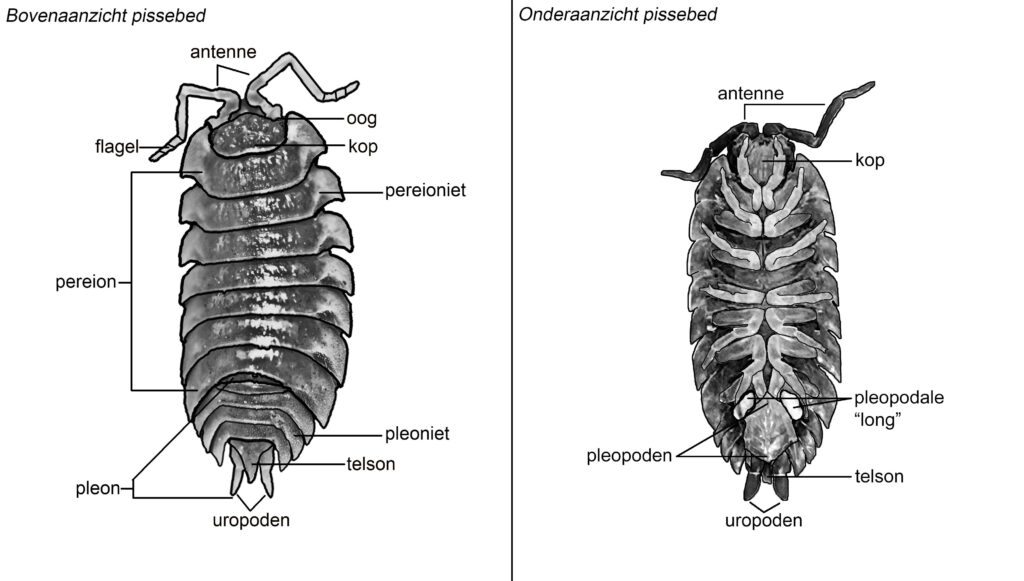Anatomie pissebed