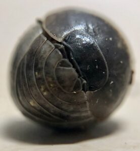 Gewone oprolpissebed (Armadillidium vulgare)